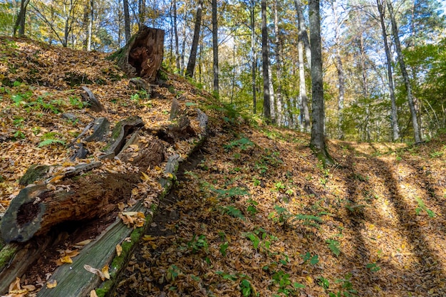 Herbstwald und bunte Blätter liegen auf dem Boden Große Baumstämme sind entlang der Spalte des tiefen Waldes verstreut Bizarre Schatten fallen bei Sonnenuntergang von Bäumen im Wald