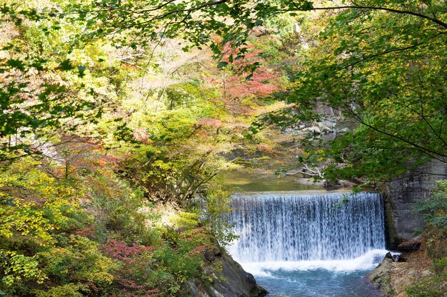 Herbstwald und Wasserfall