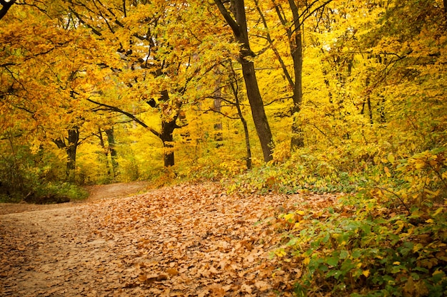 Herbstwald und Weg zwischen den Bäumen