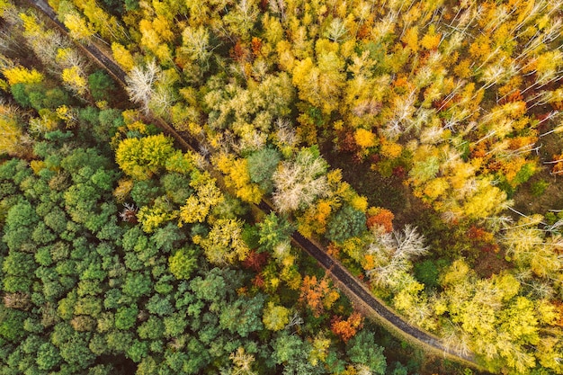 Herbstwald von oben