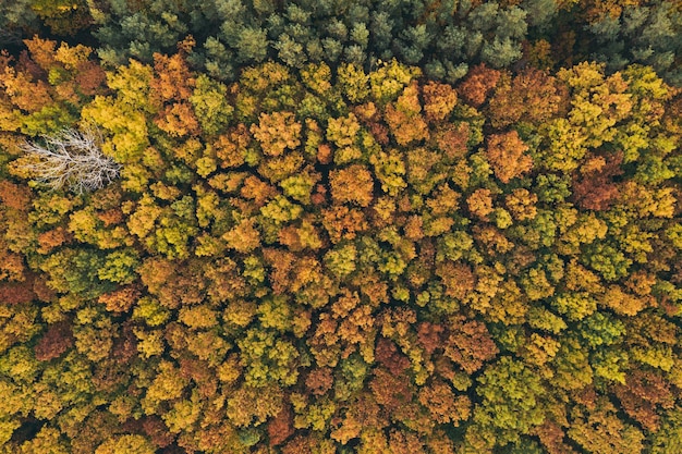 Herbstwald von oben