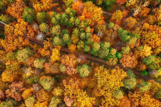 Herbstwald von oben