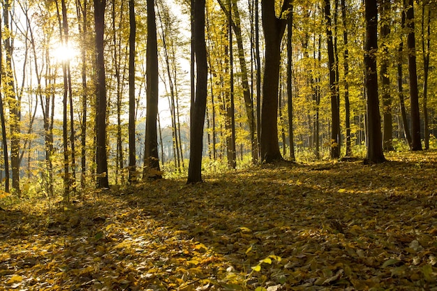 Herbstwald