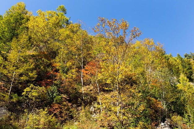 Herbstwald