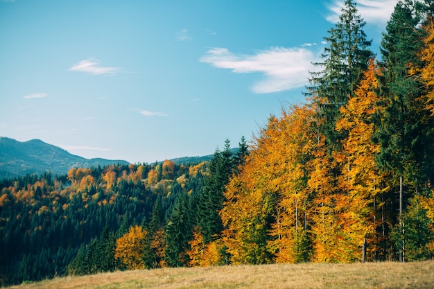 Herbstwald