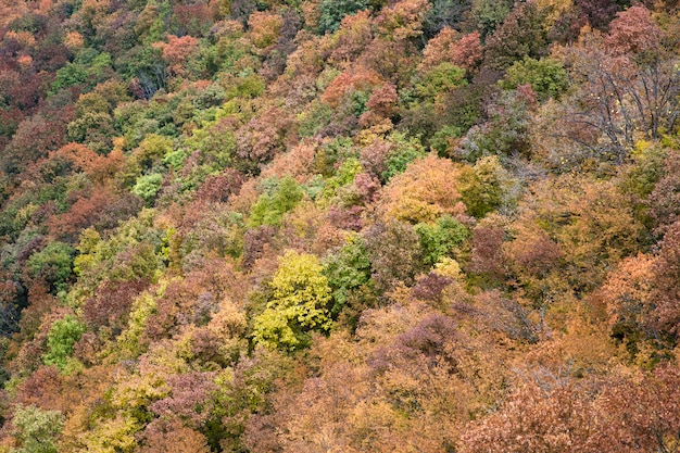 Herbstwald