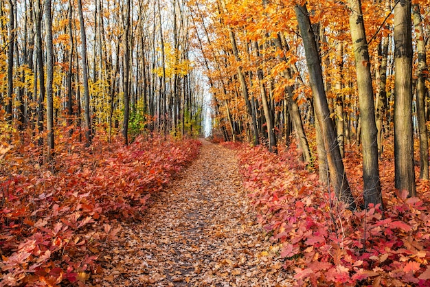 Herbstwald