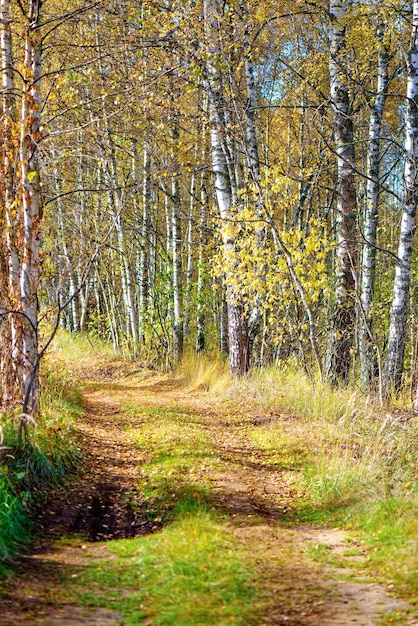 Herbstwald