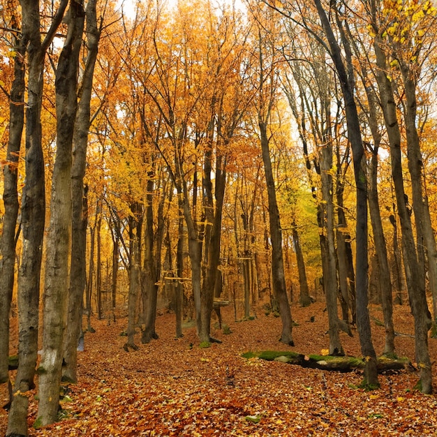 Herbstwald