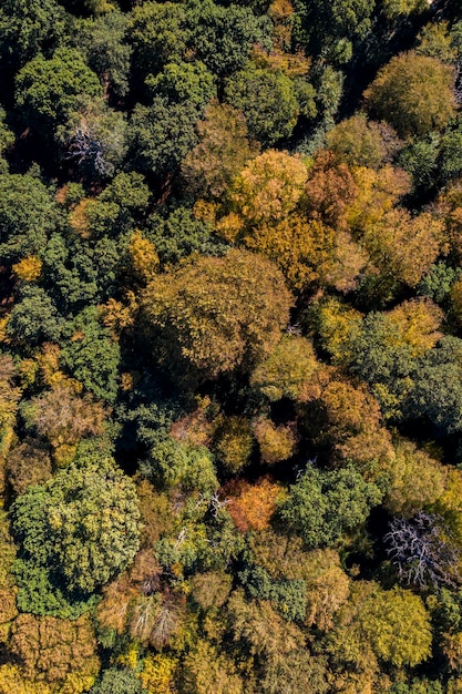 Herbstwaldbäume Drohnenfotografie aus der Luft