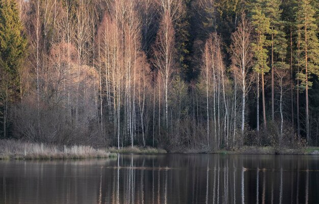 Herbstwaldbäume spiegeln sich im Flusssee im Herbstwald wider