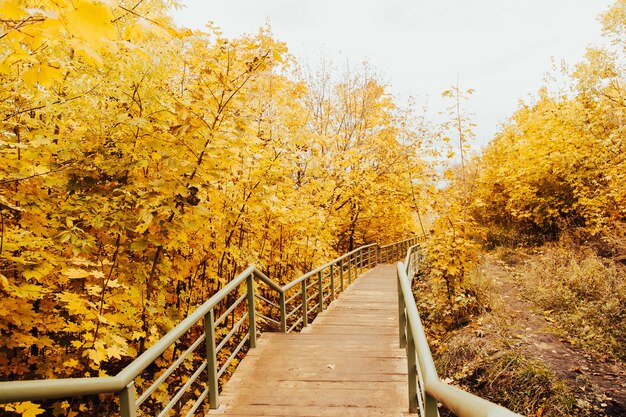 Herbstwaldbrückenweg im Landschaftsfallwald