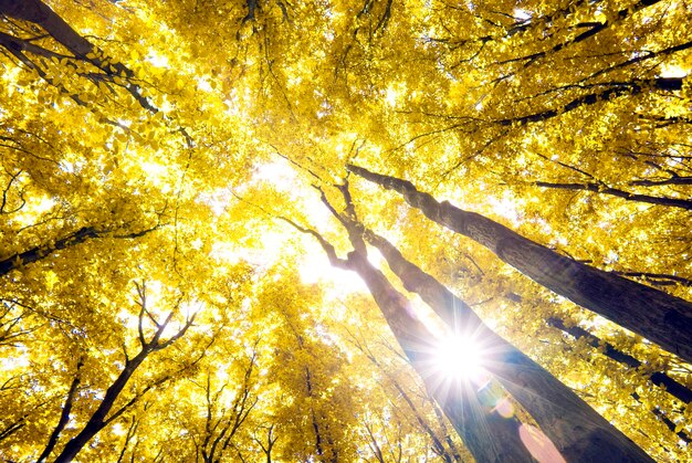 Herbstwaldhintergrund am sonnigen Tag