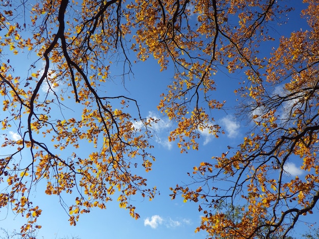 Herbstwaldhintergrund an einem sonnigen Tag