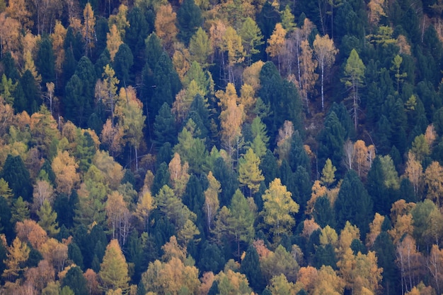 Herbstwaldhintergrund, Baum in der Naturlandschaft