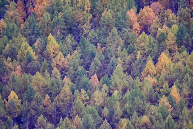 Herbstwaldhintergrund, Baum in der Naturlandschaft