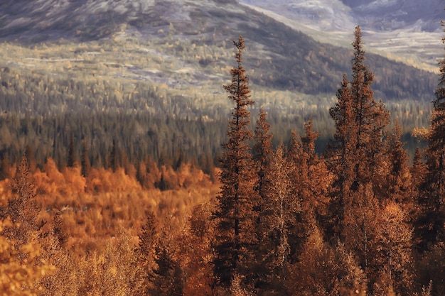 Herbstwaldlandschaft, abstrakter Hintergrund Oktoberansicht in gelben Bäumen, Herbstnatur