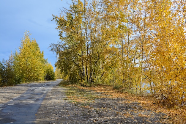 Herbstwaldlandschaft mit Lichtbeleuchtung.