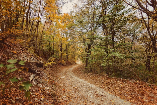 Herbstwaldlandschaft mit Straße des Herbstlaubs warmes Licht, das das goldene Laub beleuchtet Fußweg in der Szene Herbstwaldnatur Lebhafter Oktobertag im bunten Wald Ahornbäume im Herbst Straße fallen Weg