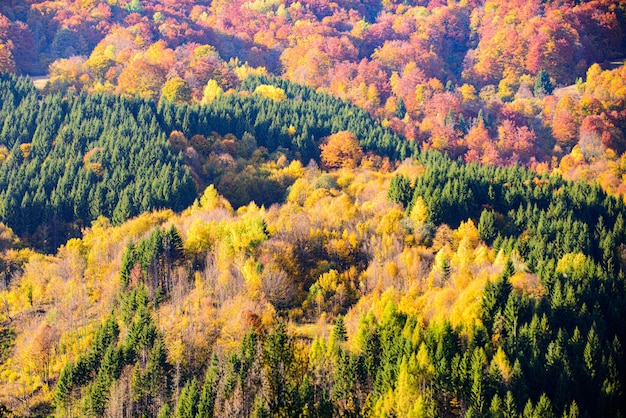 Herbstwaldnatur. Buntes Laub. Landschaft der Berge während der Herbstzeit.