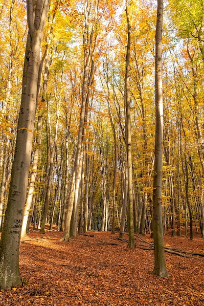 Herbstwaldnatur mit gelben Blättern und Bäumen im Oktober