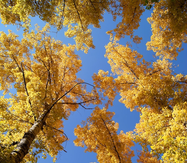 Herbstwaldnaturlandschaftshimmel