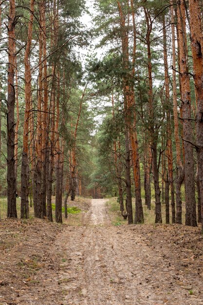 Herbstwaldspaziergang im Kiefernwald Ort der Ruhe und Entspannung