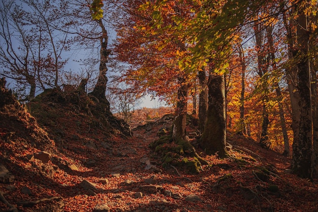 Herbstwaldwanderweg mit warmem Sonnenlicht