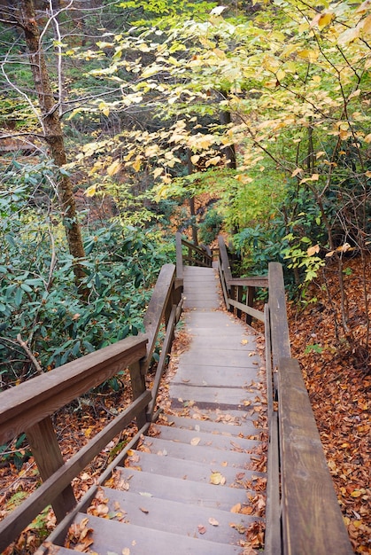 Herbstwanderweg mit Laub im Wald. Aus Bushkill Falls, Pennsylvania.