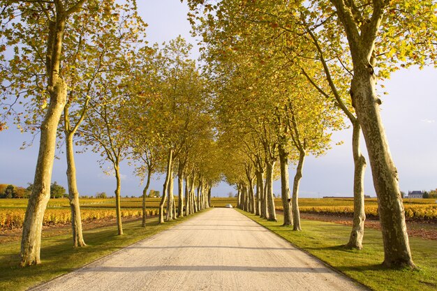 Herbstweg zum Weinberg