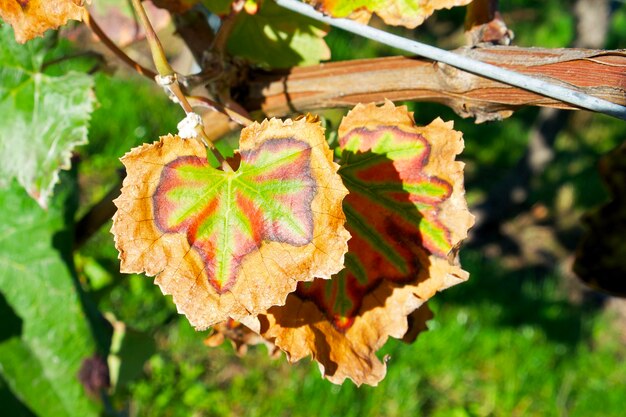 Herbstweinblatt mit einem Muster auf der Rebe