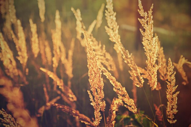 Herbstweinlesepflanzen