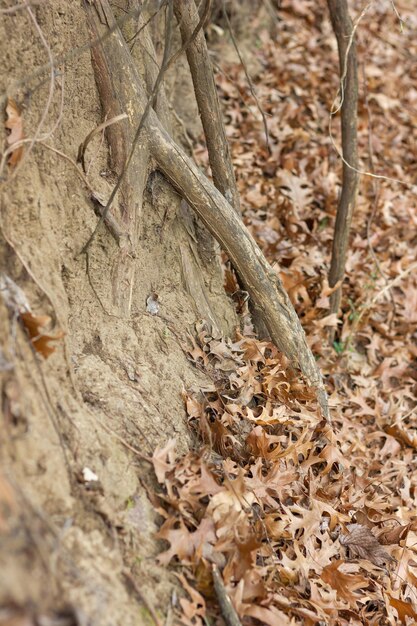 Foto herbstwinterbaum ohne blätter alte und alte baumwurzeln mit großen rindenlöchern