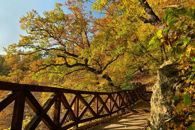 Herbstzeit Schöne Landschaft mit bunten Bäumen Natürlicher Hintergrund im Freien für die Herbstzeit