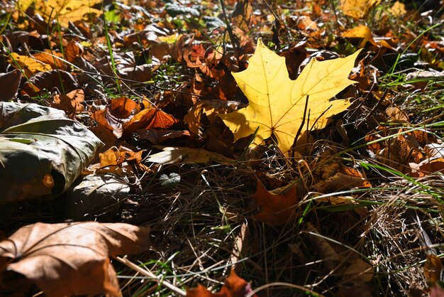 Herbstzeit