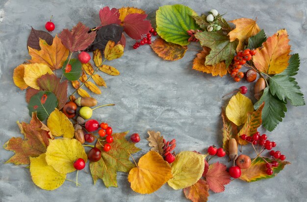 Herbstzusammensetzung bunte Blätter Beeren auf grauem Hintergrund Thanksgiving Day Konzept Kopie Raum