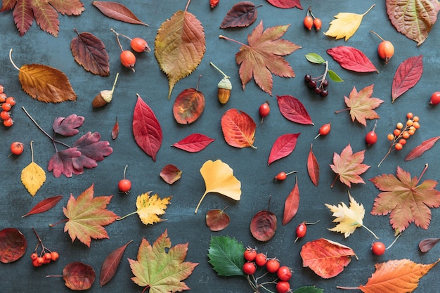 Herbstzusammensetzung der farbigen Blätter