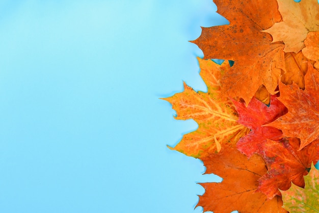 Herbstzusammensetzung: Helle Ahornblätter auf einem blauen Hintergrund mit einem weißen Notizblock. Kopieren sp