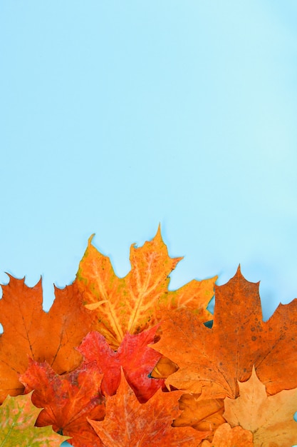 Herbstzusammensetzung: Helle Ahornblätter auf einem blauen Hintergrund mit einem weißen Notizblock.