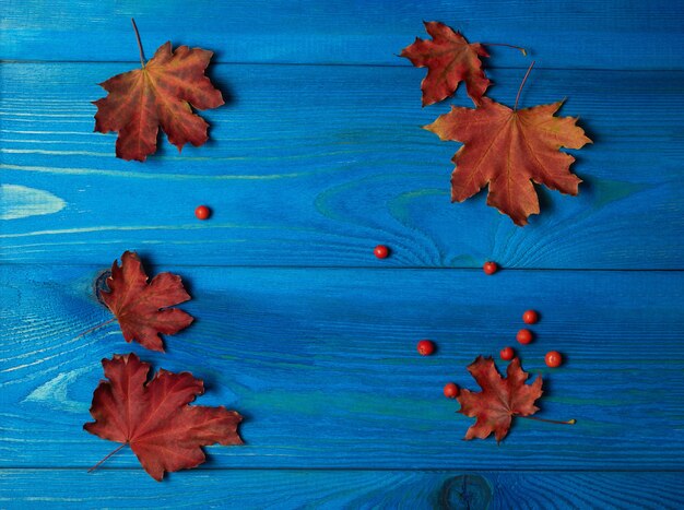 Herbstzusammensetzung mit Kopienraum. Ahornblätter und Vogelbeeren auf einem schönen blauen verwelkten Hintergrund. Platz für die Beschriftung. Flache Lage, Ansicht von oben.