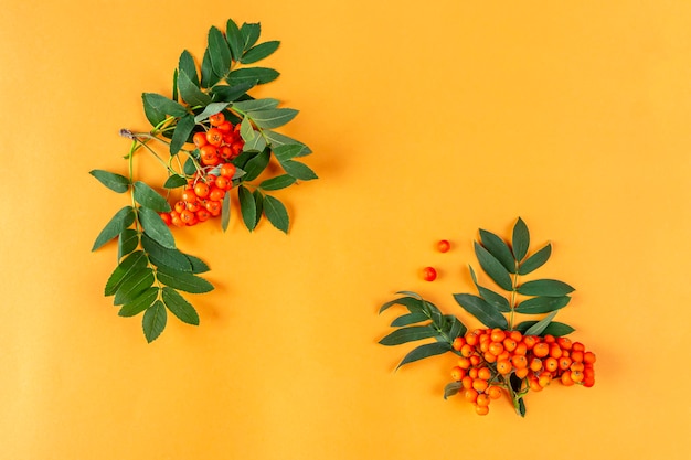 Herbstzusammensetzung. Rahmen aus Vogelbeeren auf orangem Hintergrund. Minimalismus, flache Lage, Platz für Text kopieren.