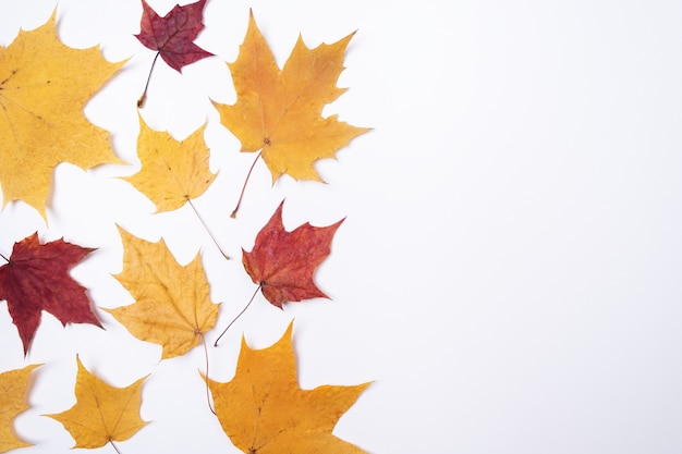 Herbstzusammensetzung Trockene Herbstblätter auf weißem Hintergrund Zurück zum Schulkonzept Saison Schulthema Horizontale Banner Flache Lage, Ansicht von oben, Kopienraum