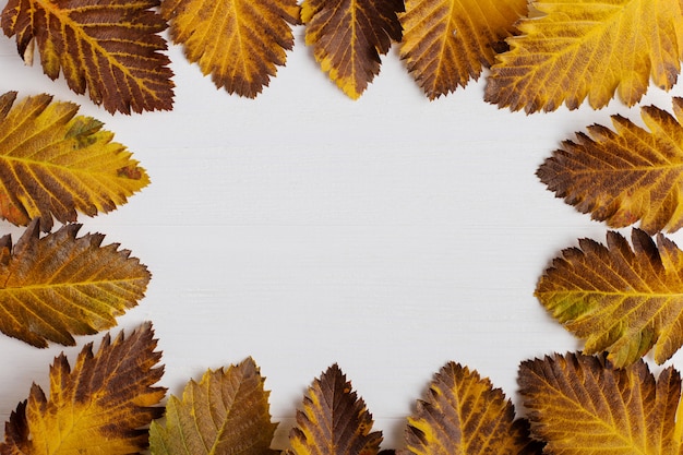 Herbstzusammensetzung von Blättern auf einem weißen Hintergrund.
