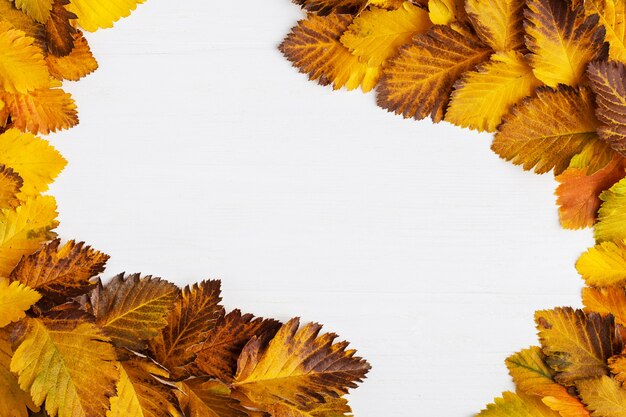 Herbstzusammensetzung von Blättern auf einem weißen Hintergrund.