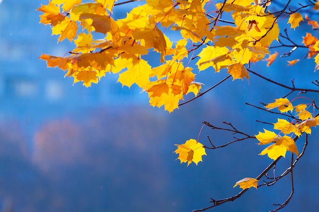 Herbstzweig Ahorn an einem klaren Herbsttag