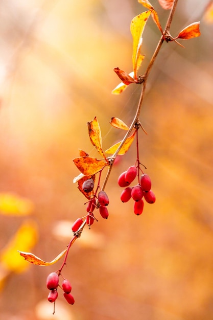 Herbstzweige mit Blättern und roten Beeren auf Zweigen