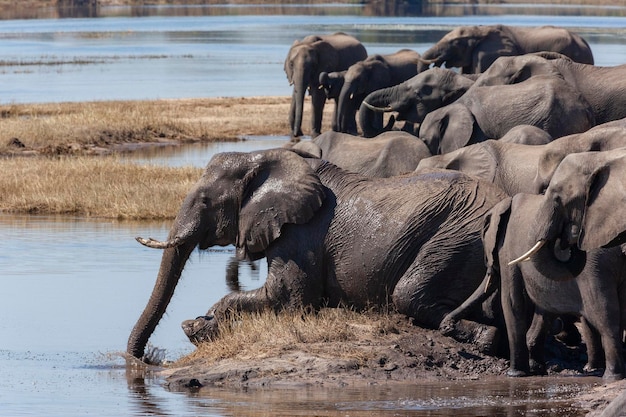 Herde afrikanischer Elefanten Chobe River Botswana