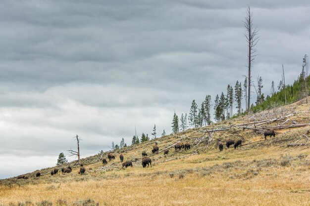 Herde amerikanischer Bisons, die im Yellowstone National Park wandern