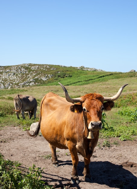 Herde der Kühe, die auf dem Gras weiden lassen