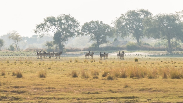 Herde der Zebras, die im Busch weiden lassen. Wildlife Safari im Kruger National Park, Hauptreiseziel in Südafrika. Getontes Bild, alter Retrostil der Weinlese.